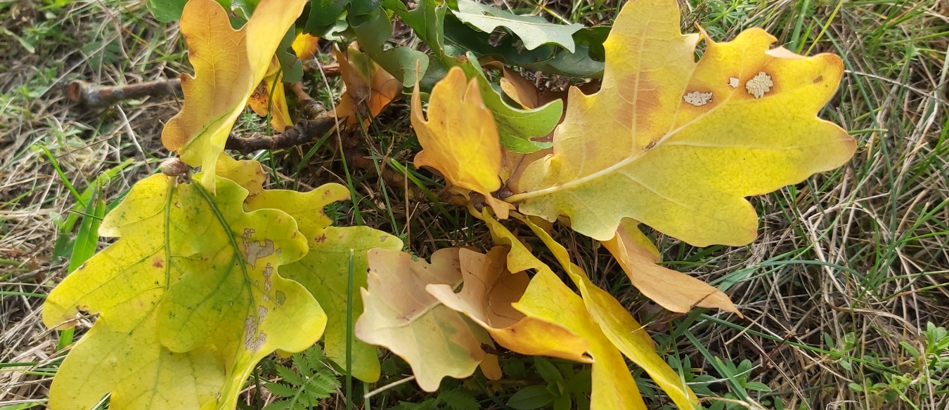 Rok akademicki 2025/2026